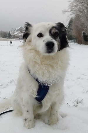 Hanyo, geb. ca. 12 2023, lebt auf einer Pflegestelle in 41334 Nettetal