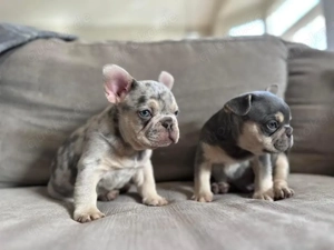 Süßeste Französische Bulldogge sucht ein neues Zuhause! WhatsApp: 015777944807