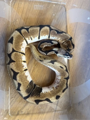 0.1 Python regius spider orange dream paradox