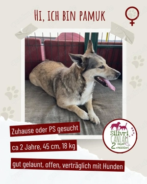 Lustige Pamuk sucht ein Zuhause oder eine Pflegestelle