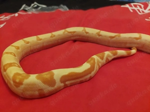 boa c.i.sharp super sunglow 1.0 von 20.6.24 aus meiner eigenen zucht