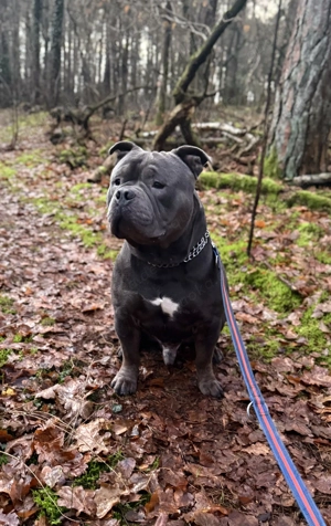 American Bully Standard Rüde 