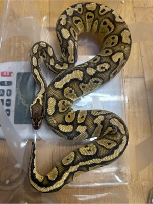 1.0 Python regius Pastel RS YB het. Clown