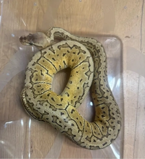 0.1 Python regius Hurricane Lemonblast Pastel Pinstripe