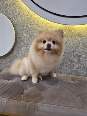 Deckrüde Mini Pomarain