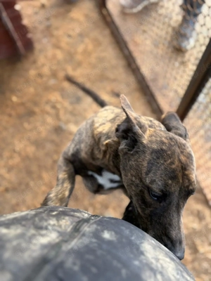 Lázár, z.Zt. in Ungarn, ist ein athletischer, aufgeweckter Hund, der Freude an Bewegung hat Bild 5