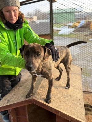 Lázár, z.Zt. in Ungarn, ist ein athletischer, aufgeweckter Hund, der Freude an Bewegung hat Bild 4