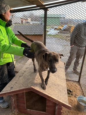 Lázár, z.Zt. in Ungarn, ist ein athletischer, aufgeweckter Hund, der Freude an Bewegung hat Bild 7