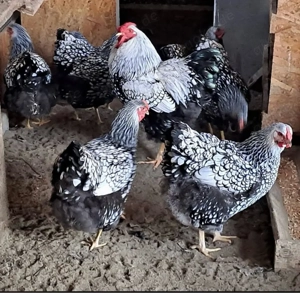 bruteier brahma , marans , leghorn und wyandotten Bild 2