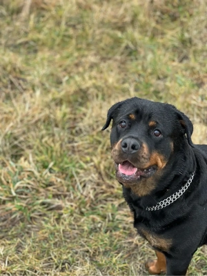 liebevolle rottweiler bella  hündin 5 j 