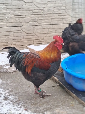 bruteier brahma , marans , leghorn und wyandotten Bild 3