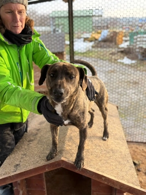 Lázár, z.Zt. in Ungarn, ist ein athletischer, aufgeweckter Hund, der Freude an Bewegung hat