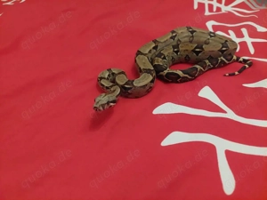 Hier biete ich aus eigener zucht eine 0.1 nominat 100%het sharp albino dame an von 20.6.24