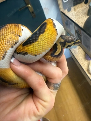 1.0 Python regius Piebald het. Clown