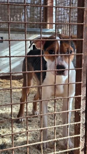 Lea, z.Zt. in Ungarn, sucht freies Körbchen Bild 4