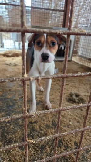 Lea, z.Zt. in Ungarn, sucht freies Körbchen Bild 2