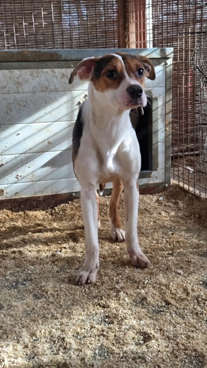 Lea, z.Zt. in Ungarn, sucht freies Körbchen Bild 3