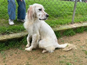 Schnee sucht ihr Zuhause