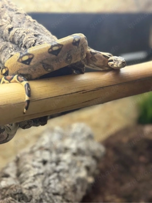 0.1 Boa constrictor imperator sunset cross 