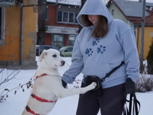 Pippino sucht sein Zuhause