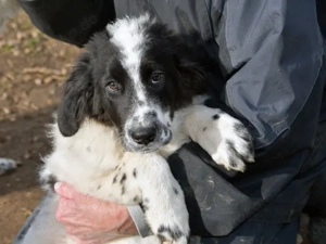 Lenny sucht sein Zuhause (noch auf Sardinien)