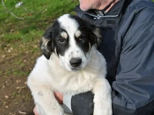 Lele sucht sein Zuhause (noch auf Sardinien)