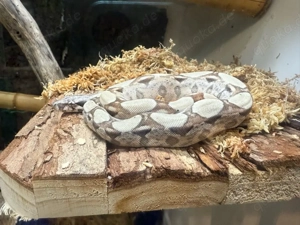 0.0.1 Boa Constrictor imperator