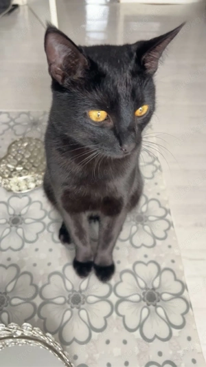 katze zu verkaufen 1,5 jahre 