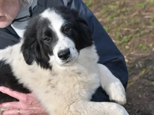 Landro sucht sein Zuhause (noch auf Sardinien)