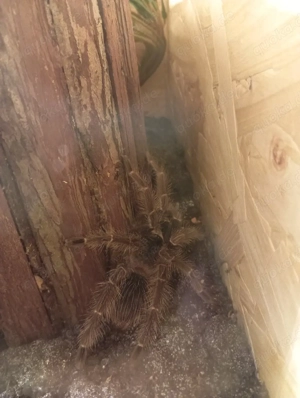 dringend abzugeben Lasiodora Parahybana inkl. Terrarium,Einrichtung und Unterschrank 