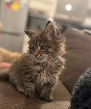XXL Maine Coon Kitten Katerchen mit Stammbaum, Kater Bild 3
