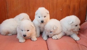 26197 Ahlhorn Mozartstr 4a 