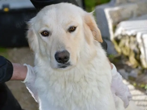 Nana sucht ihr Zuhause (noch auf Sardinien)