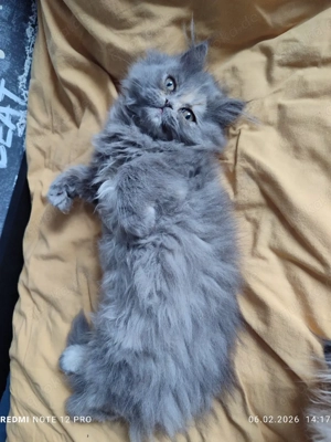 Süßes Perser-Kätzchen   Mädchen zu verkaufen   