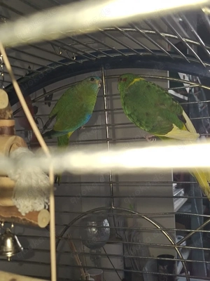 1 Schönsittich , 1 Ziegensittich von 2024 mit Käfig