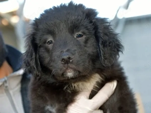 Nutella sucht ihr Zuhause (noch auf Sardinien)