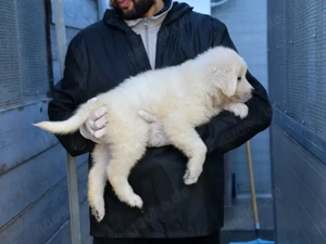 Nekkar sucht sein Zuhause (noch auf Sardinien)