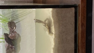 Chinesische weichschildkröte