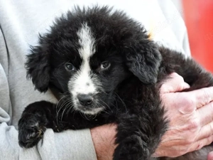 Nepal sucht ihr Zuhause (noch auf Sardinien)