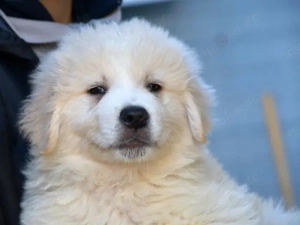 Nadir sucht sein Zuhause (noch auf Sardinien)