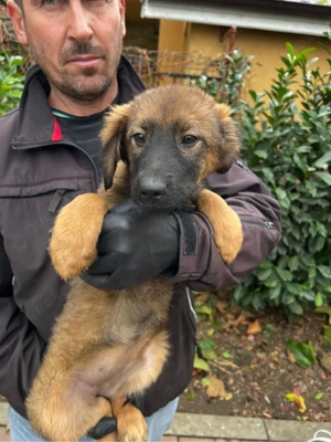 Süße Ava sucht ein zuhause