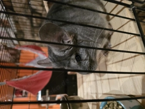 Chinchillas mit Käfig
