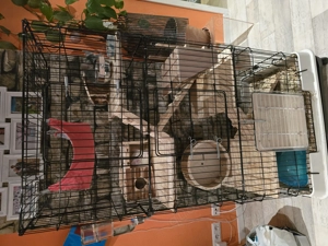 Chinchillas suchen neue  Zuhause Bild 3
