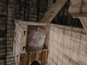 Chinchillas suchen neue  Zuhause Bild 2