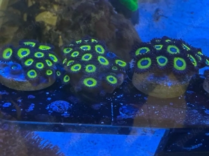 Yellow submarine zoa