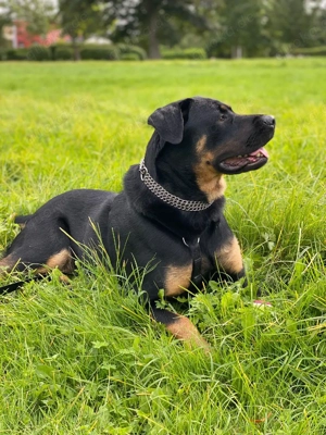 Hündin Schäferhund Rottweiler mix  Bild 4