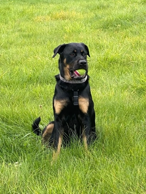 Hündin Schäferhund Rottweiler mix  Bild 5