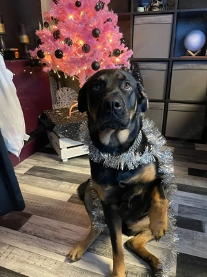 Hündin Schäferhund Rottweiler mix  Bild 2