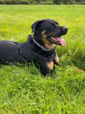 Hündin Schäferhund Rottweiler mix  Bild 3