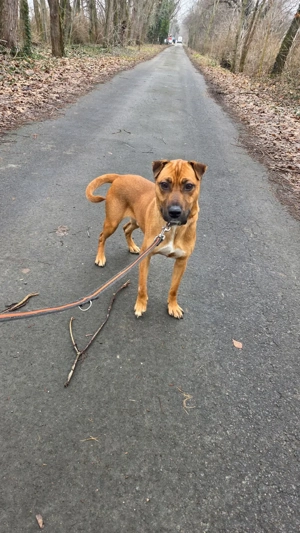 Atlasz, z.Z. in Ungarn, ist ein typischer Junghund